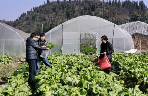 羅平縣開展蔬菜水果抽樣檢測，把好農產品質量安全關